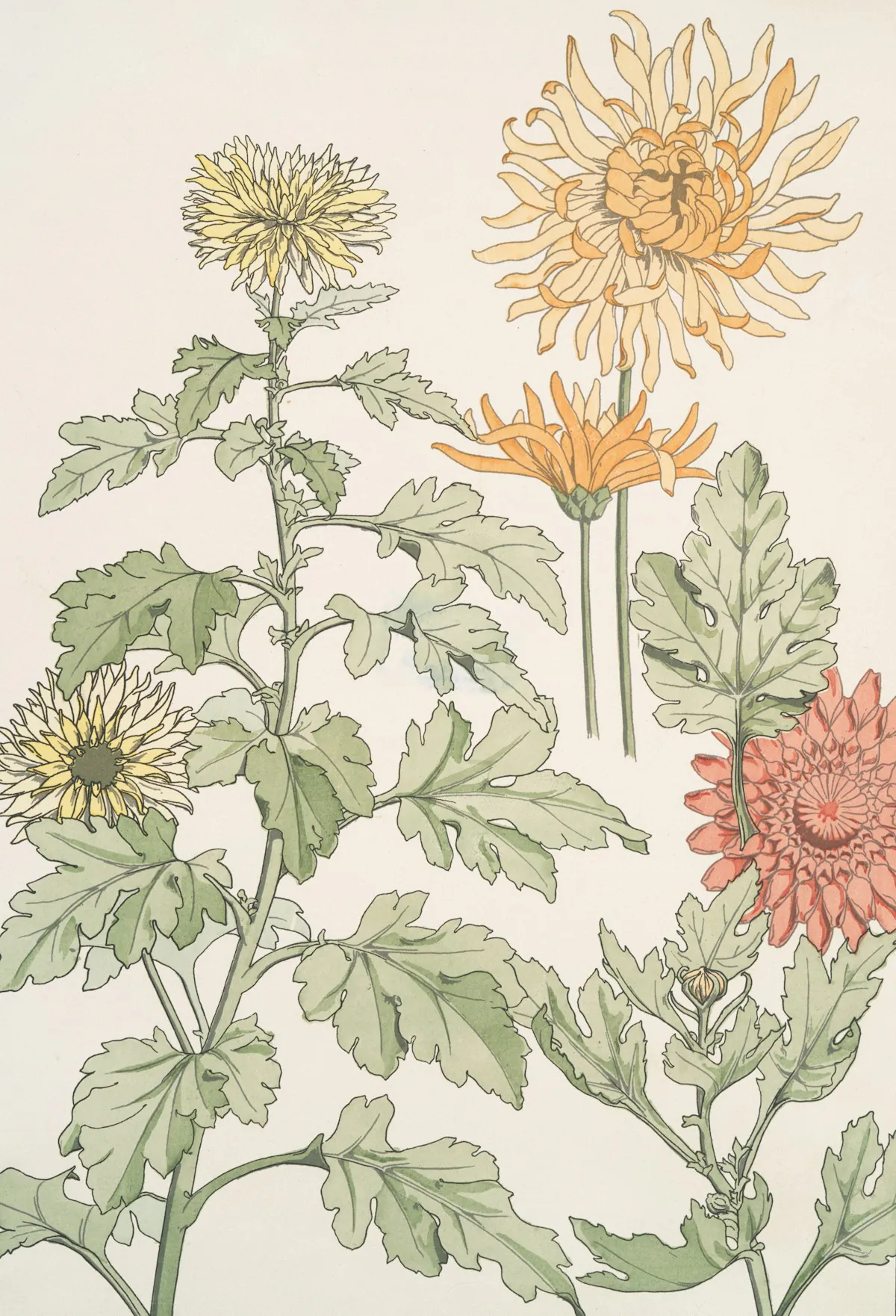 Illustrazione giapponese: crisantemi gialli, arancio e rosa